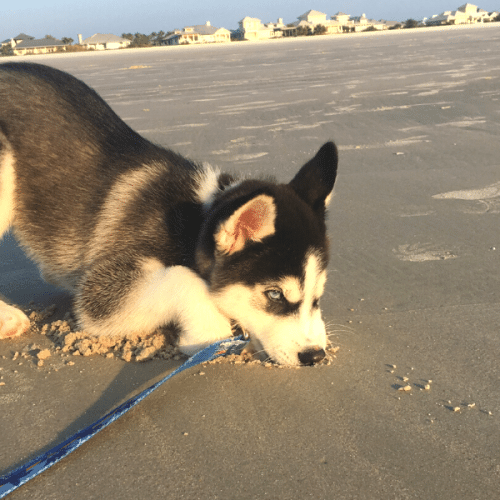 beach dog names