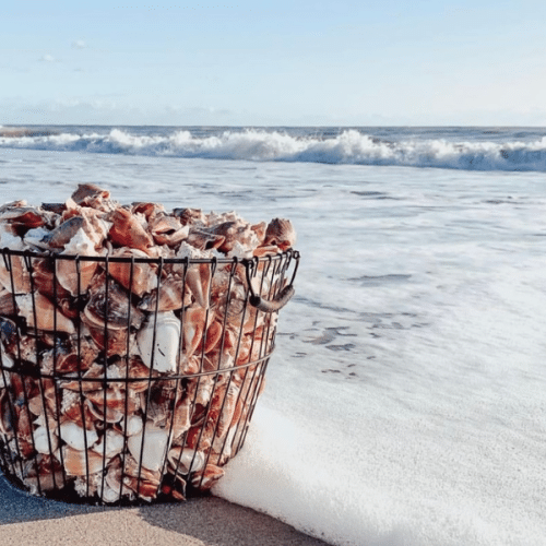 11 Creative Ways To Display Seashells – How To Display Seashells